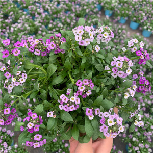 耐寒香雪球盆栽 庭院芳香小雪球 矮生匍匐可垂吊花卉花期较长包邮