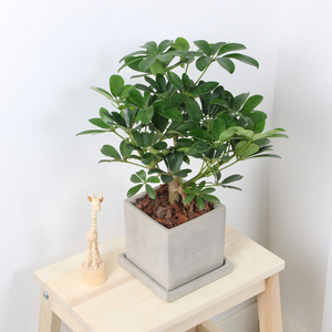 老桩鹅掌柴鸭脚木植物耐阴盆栽招财绿植室内净化空气桌面办公室