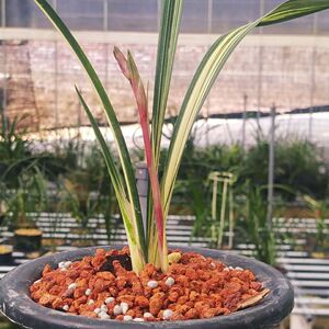 南阳之松 墨兰双艺名品 久红 黄金中透艺草名贵高端兰花绿植盆栽