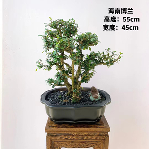 名贵海南博兰盆景老桩观叶盆栽室内客厅办公室书房净化空气吸甲醛