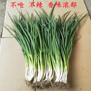 新鲜香葱山东蔬菜窝葱农家自种陆地嫩青葱卷煎饼小葱应季蔬菜包邮