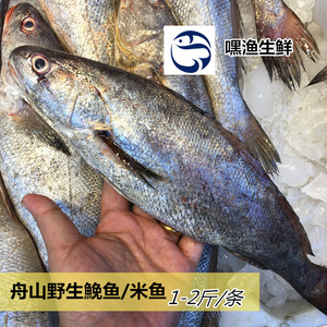 嘿渔生鲜新鲜海鲜水产舟山野生鮸鱼米鱼 鲜活500g 1斤左右一条