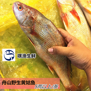 嘿渔东海野生黄姑鱼舟山新鲜婆鸡黄姑娘鲜活水产五两以上两斤起发