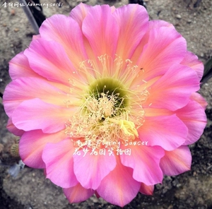 【毛花柱】飞碟 稀有品种仙人掌开花仙人球多肉植物 花梦花园801