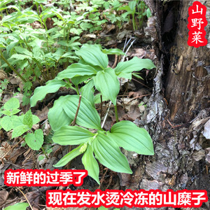 山糜子