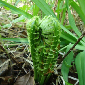 东北长白山野菜广东菜黄瓜香新鲜冷冻蕨菜勾勾菜2斤 限区快递包邮