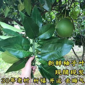 柚子叶去晦气