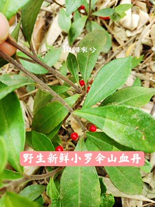 b八月兔淘宝粤北新鲜朱砂根中草药现挖大罗伞朱沙根红大小罗伞八角