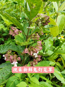 白花鬼灯笼