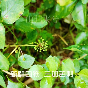 现采白簕 新鲜白簕枝叶 白刺三叶五加刺 三加苦刺 三加皮梗叶500g