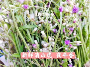 新鲜夜香牛 消山虎 夜牵牛小气菜 中草药枝香草一支香500g/份