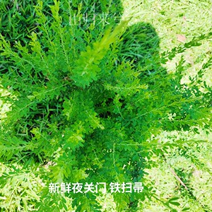 铁扫帚草药
