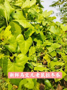 新鲜老鼠拉冬瓜现采中草药材马交儿土花粉土白蔹藤叶250克