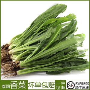 大香菜新鲜芫茜 刺芹 泰国冬阴功材料芫荽泰国香菜蔬菜食用 500g