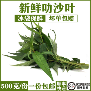 新鲜叻沙叶拉莎叶拉沙叶 香柳叶叻沙叶鱼生草 泰国菜东南亚菜食用