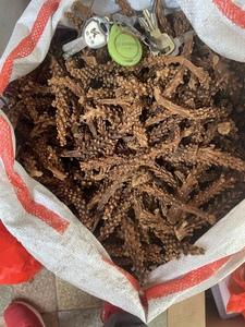 中药材虎鞭草500克包邮子孙草虎边草 硬劲草 不老草 苗药泡酒料