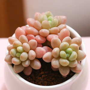 【新品上新】洛可可小群多肉植物室内阳台可爱花卉绿植盆栽云南