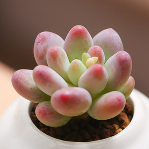 苹果美人多肉植物组合盆栽绿植花卉萌肉肉植物不含花盆云南直发