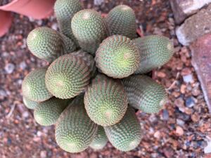 黑斜子群生仙人球多肉植物丽花属防幅射盆栽