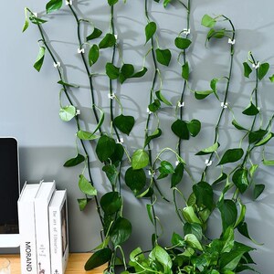 绿萝爬墙神器绿植固定器定型钉藤蔓墙上墙壁攀爬自粘式架无痕挂钩