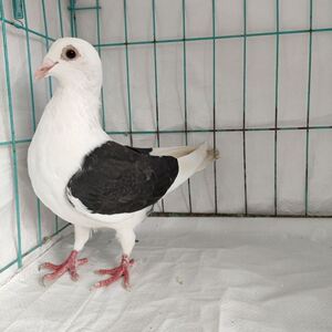 【观赏鸽子蝴蝶背】观赏鸽子蝴蝶背品牌,价格 - 阿里巴巴