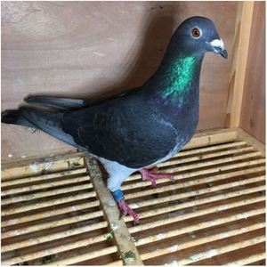 吴淞信鸽 李鸟信鸽 超远程信鸽 高辈份老国血不死必归鸽