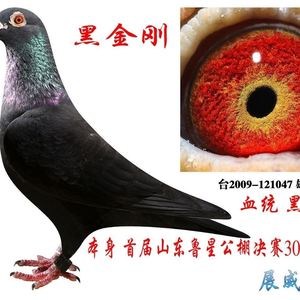 鸽子活体黑色信鸽黑金刚幼鸽青年种鸽公母一对红雨点鸽子红狐幼鸽