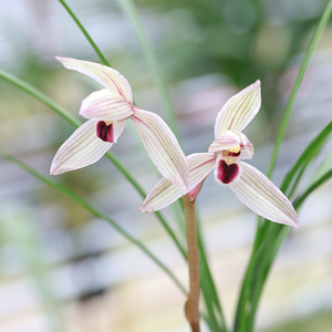 莲瓣兰老种兰花苗心心相印花期1-3月份室内绿植盆栽花卉