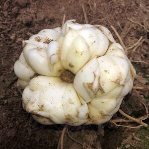 湖南龙山农家现挖食用药用无硫新鲜微苦百合大果5斤装非兰州百合