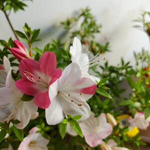 000人付款淘宝碧空日本皋月夏季五月杜鹃花盆栽苗单瓣一树多色耐看