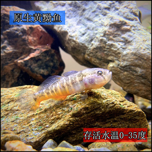 小型底层黄黝鱼黄幼冷水原生不加温好养淡水黄肚观赏