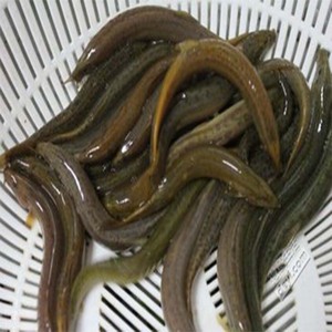 泥鳅苗野生