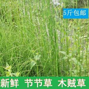 新鲜节节草野生木贼草笔筒草眉毛草土麻黄500克