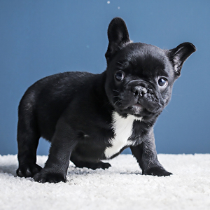 一伴法斗纯种家养法国斗牛幼犬活体宠物黑色法牛