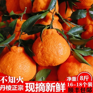 不知火丑橘5斤大果现摘丑八怪丑柑丑桔应季新鲜四川桔橙桔子橘子