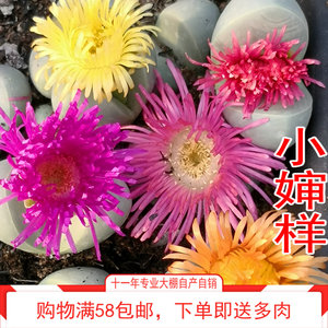 金铃玉金玲玉 新款趣味美观窗台办公桌阳台组合番杏科多肉