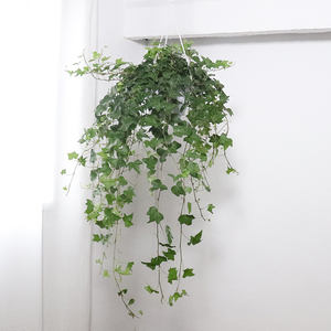 常春藤室内垂吊植物净化空气吸甲醛阳台挂墙藤蔓水培绿植花卉盆栽