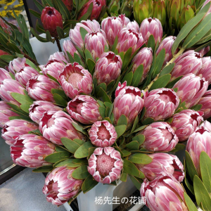 进口鲜花 南非小公主花 家用供佛办公室插花 江浙沪皖顺丰2支包邮