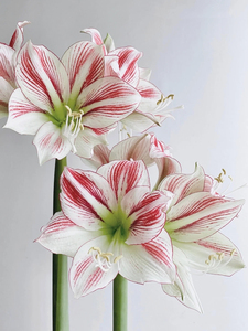 荷兰进口红色朱顶红鲜切花 家用鲜花上海直发江浙沪皖2扎包邮顺丰