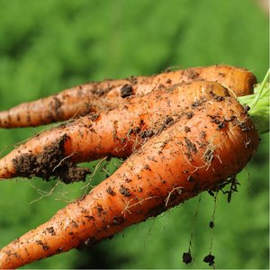 胡萝卜榨汁-淘宝拼多多热销胡萝卜榨汁货源拿货 - 阿里巴巴货源