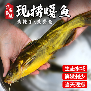 孔二楞子淘宝密农人家现捞新鲜嘎鱼生态养殖黄辣丁颡鱼黄活鱼垮炖鱼
