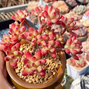 【多肉红旗儿】多肉红旗儿品牌,价格 - 阿里巴巴