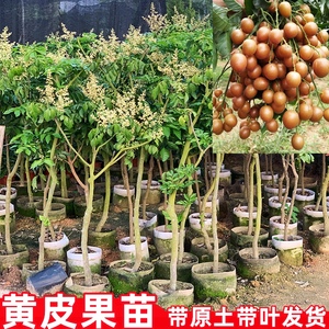 黄皮果苗大鸡心无核嫁接甜水果树苗阳台盆栽南方种植广西庭院地栽