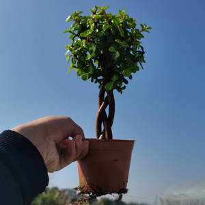 金枝玉叶盆栽造型