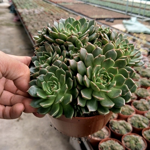 花媒人多肉植物奥利维亚群生老桩多头容易爆盆新手易养植物