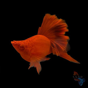 高鳍菊花帆红剑球鱼高帆红箭球鱼苗纯种胎生鱼孕母小型热带观赏鱼