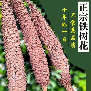 铁树花干花