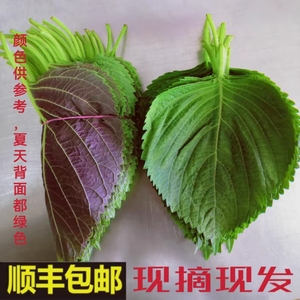 东北苏子叶烤肉包饭鲜苏叶新鲜紫苏叶食用绿色蔬菜当季叶菜蘸酱菜