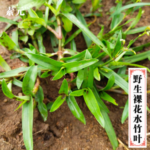 900人付款淘宝现采新鲜裸花水竹叶 山韭菜竹叶草中