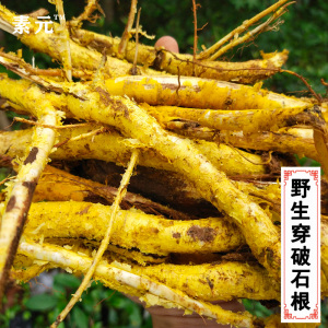 新鲜穿破石根 中药材 川破石根 地棉根 拓根 穿破石纯根 500克